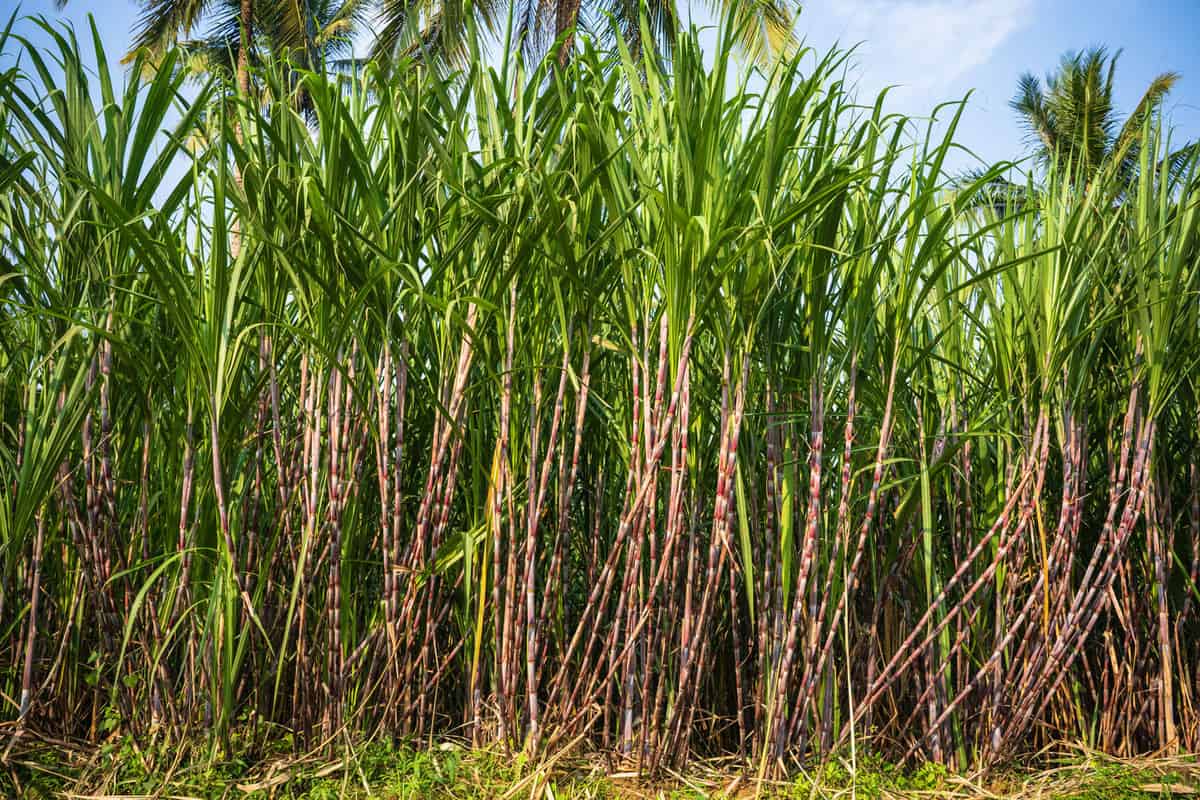 A huge plantation of sugarcane