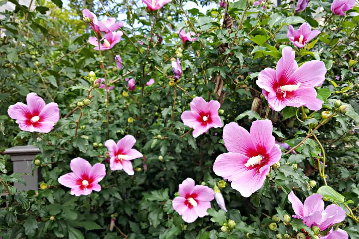 Gorgeous pink flowers or Rose of Sharon in the garden