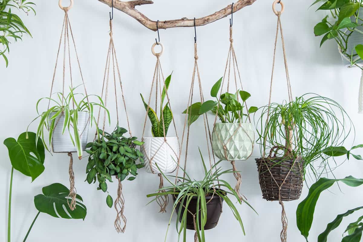 Different kinds of plants planted in colored pots hanged inside a room