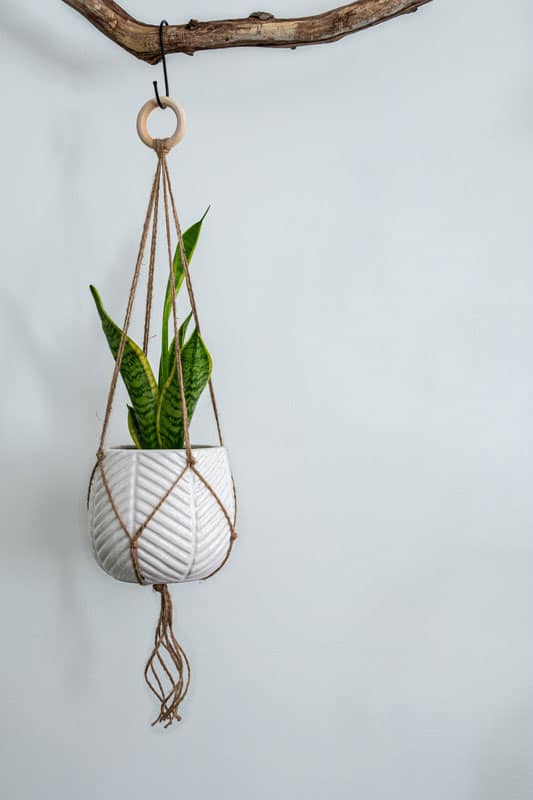 Snake plant in a stylish round pot hanged in the living room suspended on a wooden branch