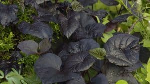 Dark Purple leaves of a black sweet potato vine, Black Sweet Potato Vine [Types, Care Tips And Pictures] - 1600x900