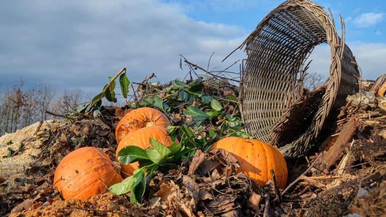 A huge stockpile of composted pumpkins, Composting Pumpkins - Returning Jack to Nature - 1600x900