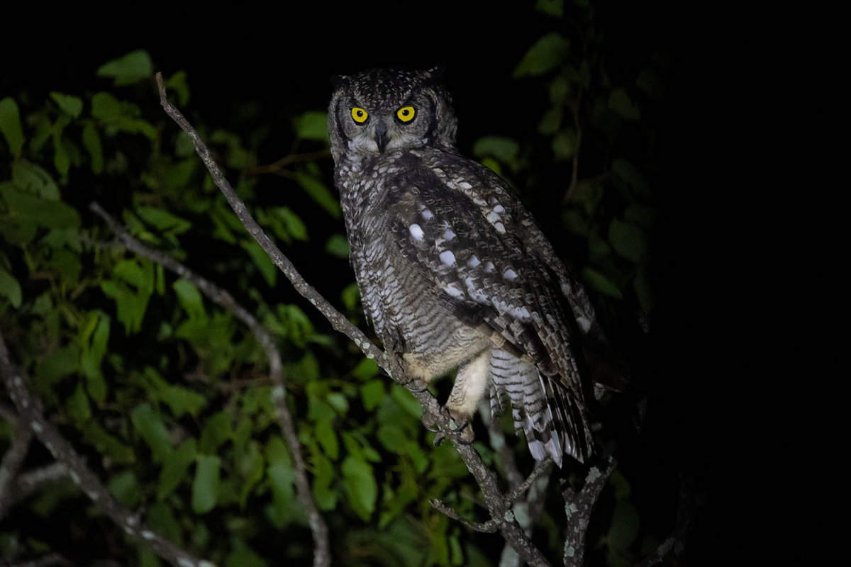 An owl photographed at night