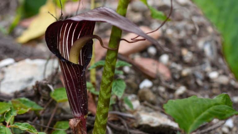 Arisaema speciosum "Himalayan Giant" commonly known as Cobra lily, green folios with red spotted stalk, 16 Eerie and Enchanting Halloween Plants - 1600x900