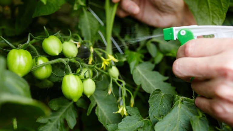 Gardener spraying tomatoes in the garden, Can You Use Pest Oil On Tomatoes? - 1600x900
