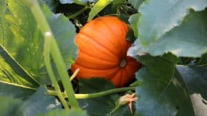 Healthy pumpkin planted in the garden, Controlling Common Pumpkin Pests And Diseases: A Friendly Guide - 1600x900