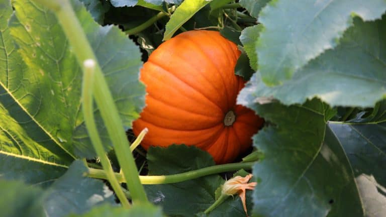 Healthy pumpkin planted in the garden, Controlling Common Pumpkin Pests And Diseases: A Friendly Guide - 1600x900