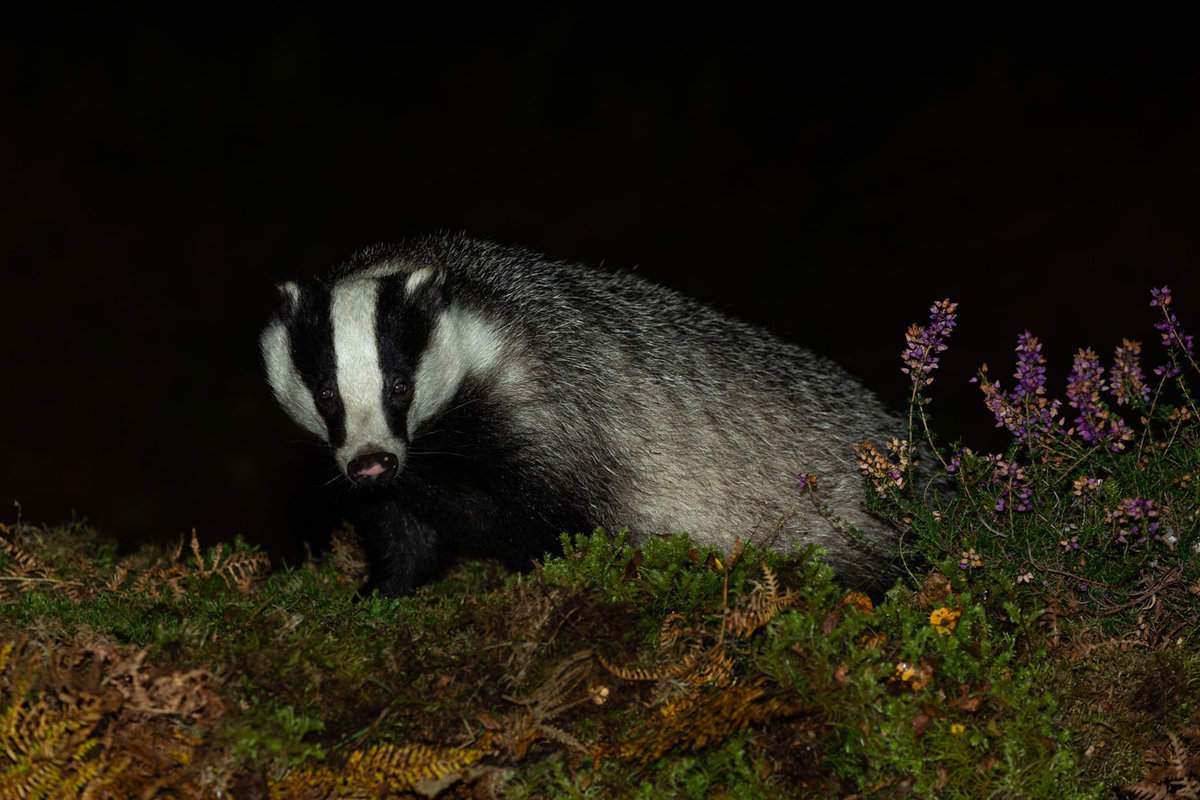 A badger looking for food at night