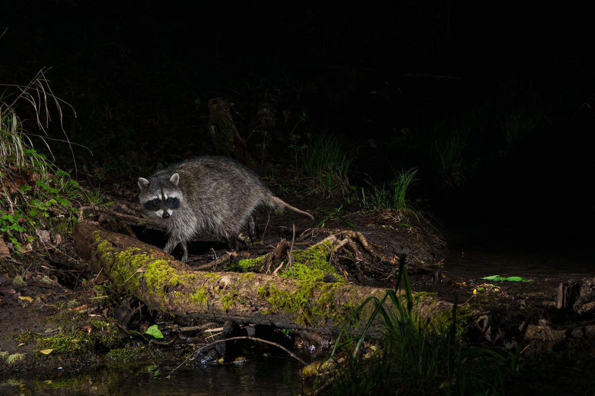 A racoon at night