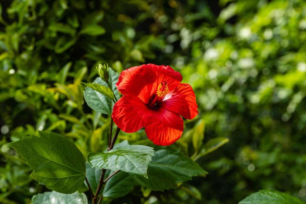 Gorgeous bright Hibiscus flower blooming in the garden