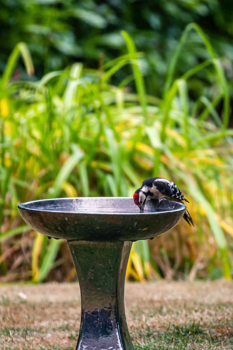 A blackbird bathing on a bird bath