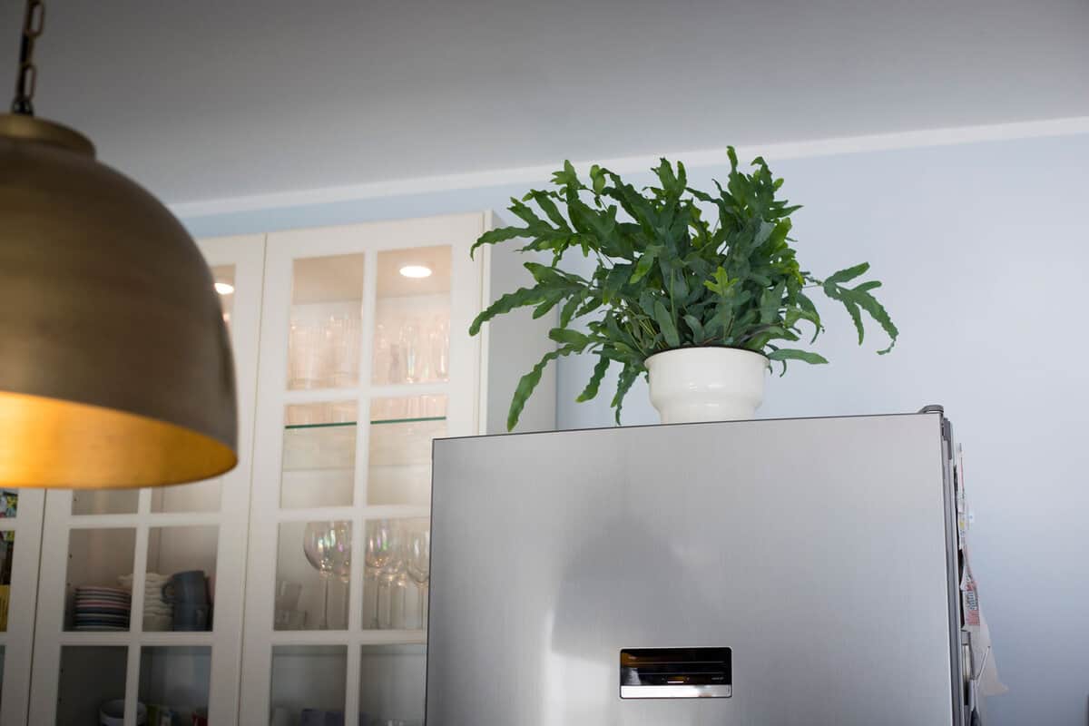 A plant of Blue Star fern (Phlebodium aureum), a fancy houseplant, on top of the fridge in a kitchen.
