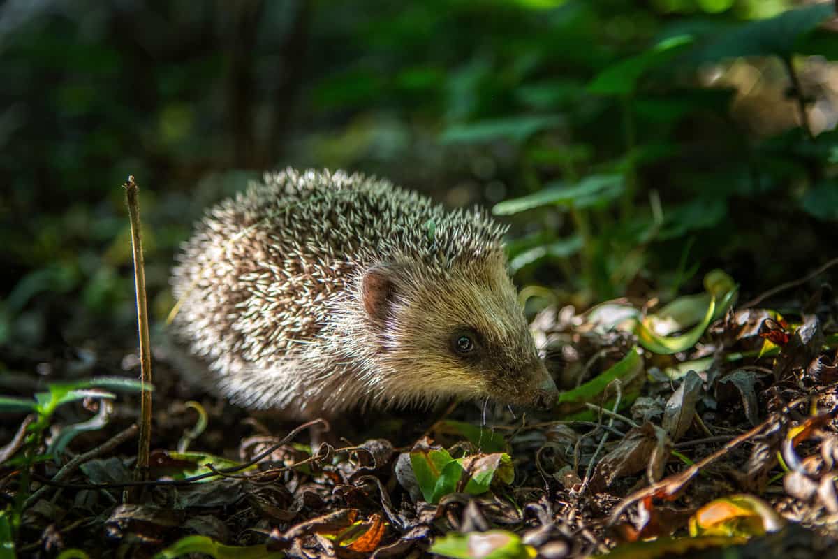 A hedgehog in the garden