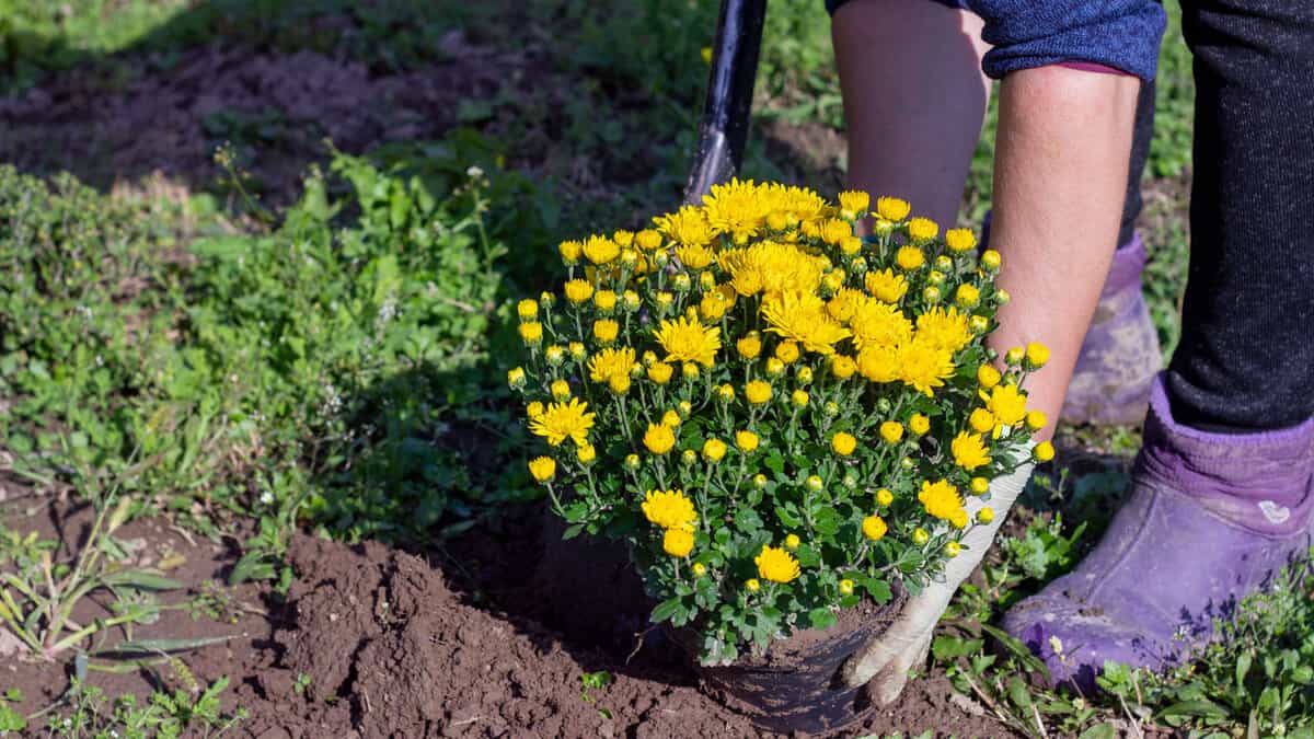 Gardener transferring mums from the pot to the garden, Companion Planting with Mums - 1600x900
