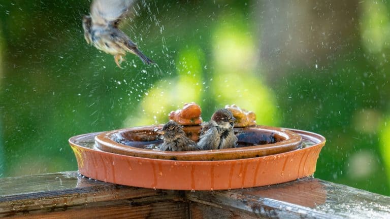Birds taking a bath inside a DIY clay bird bath, DIY Bird Baths to Bring Feathered Friends to Your Yard - 1600x900