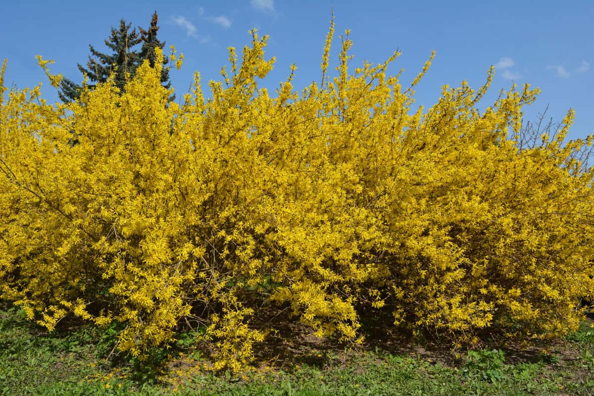 Bright yellow leaves of a Forsythia plant