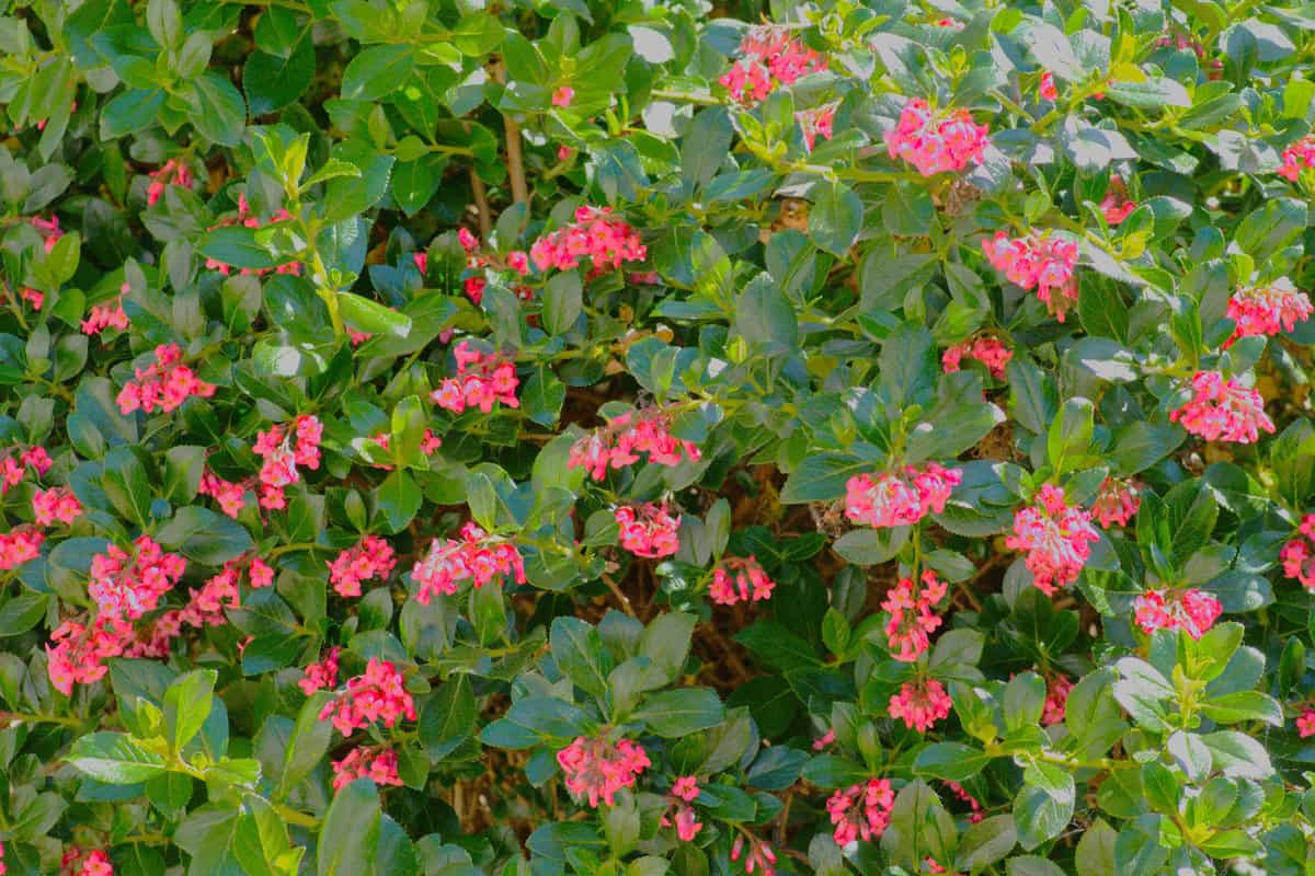 Pink leaves of an Escallonia flower