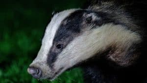 A badger looking for food at night, Creatures of the Night - Nocturnal Animals in Your Garden - 1600x900