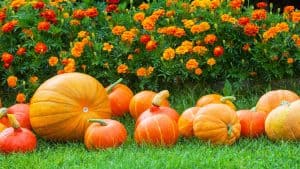 Pumpkins and marigold in the garden, Companion Planting For Pumpkins - 1600x900
