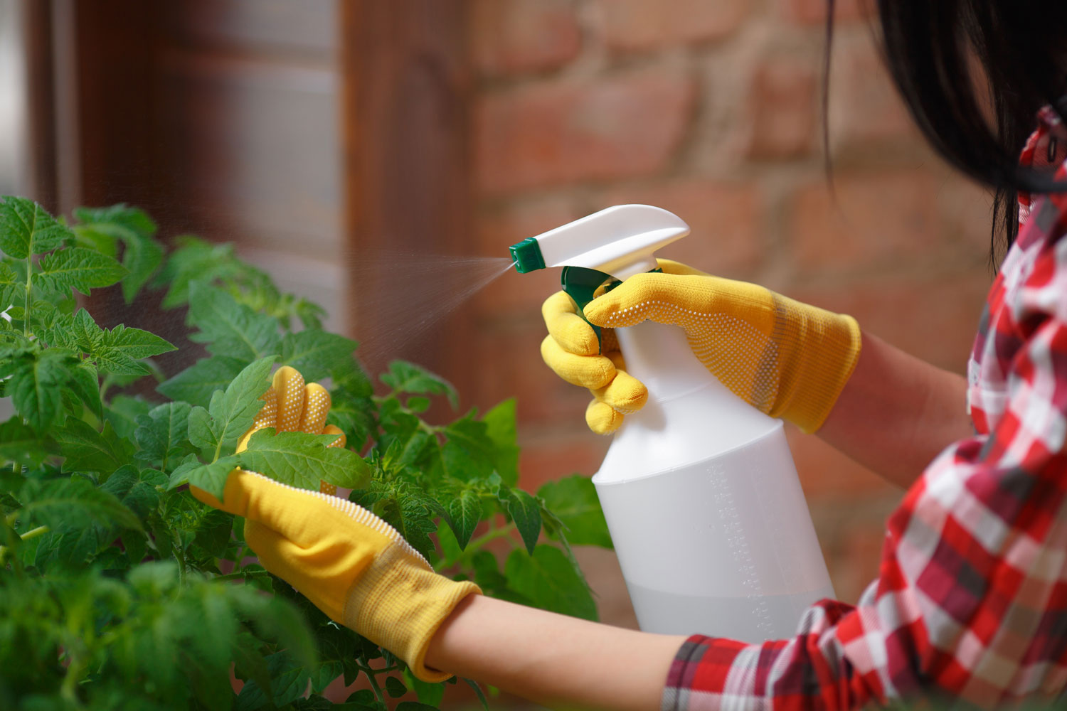 Spraying garden tomatoes