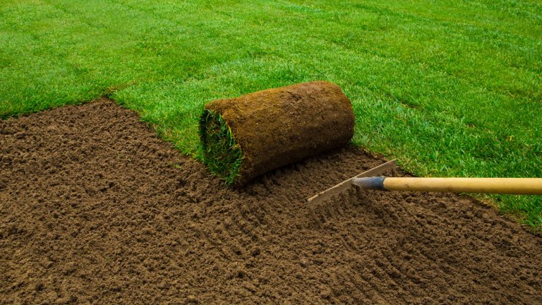 Unrolling sod in the garden. How Big Is A Piece Of Sod At Lowes? - Quick Size Guide - 1600x900
