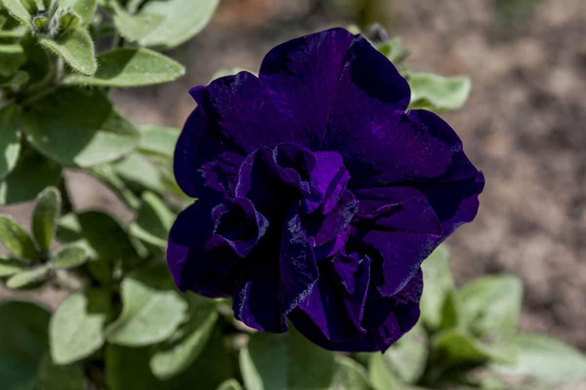 A black petunia blooming at the garden