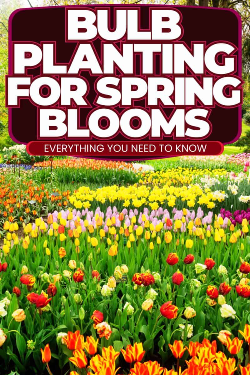 Bulb Planting for Spring Blooms: Everything You Need Know