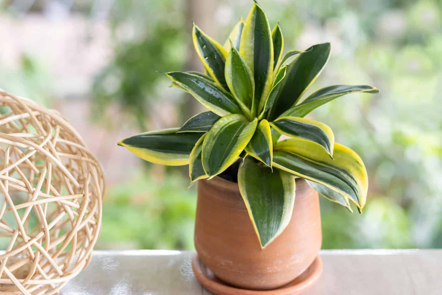 A snake plant with curled leaves