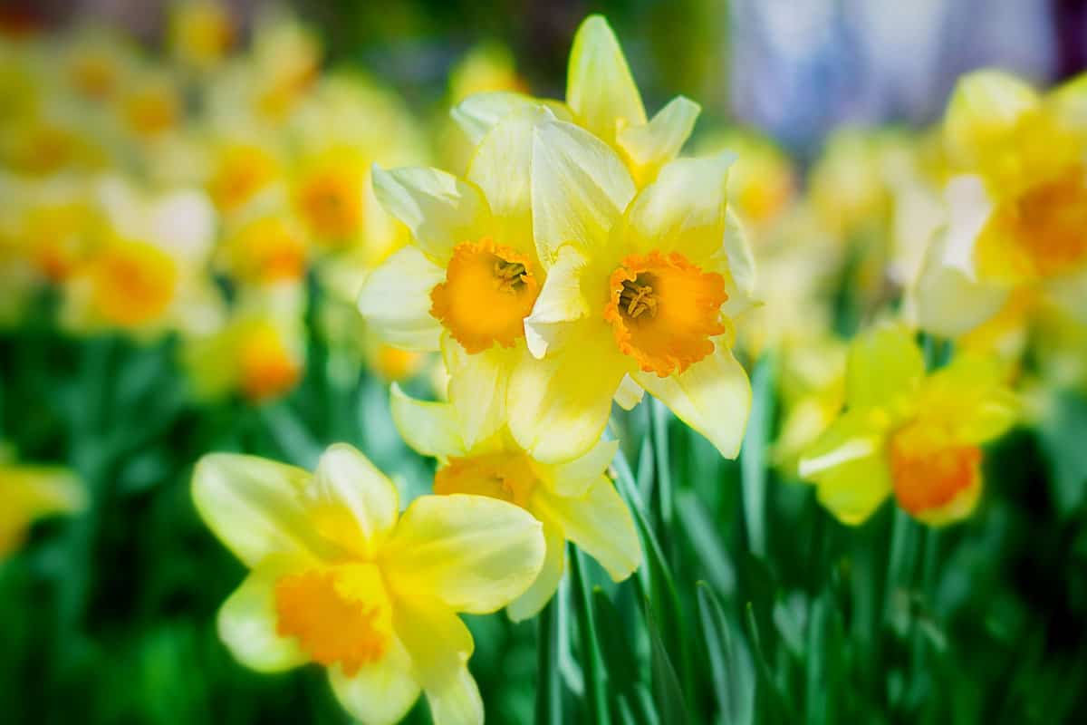 Yellow blooming daffodils