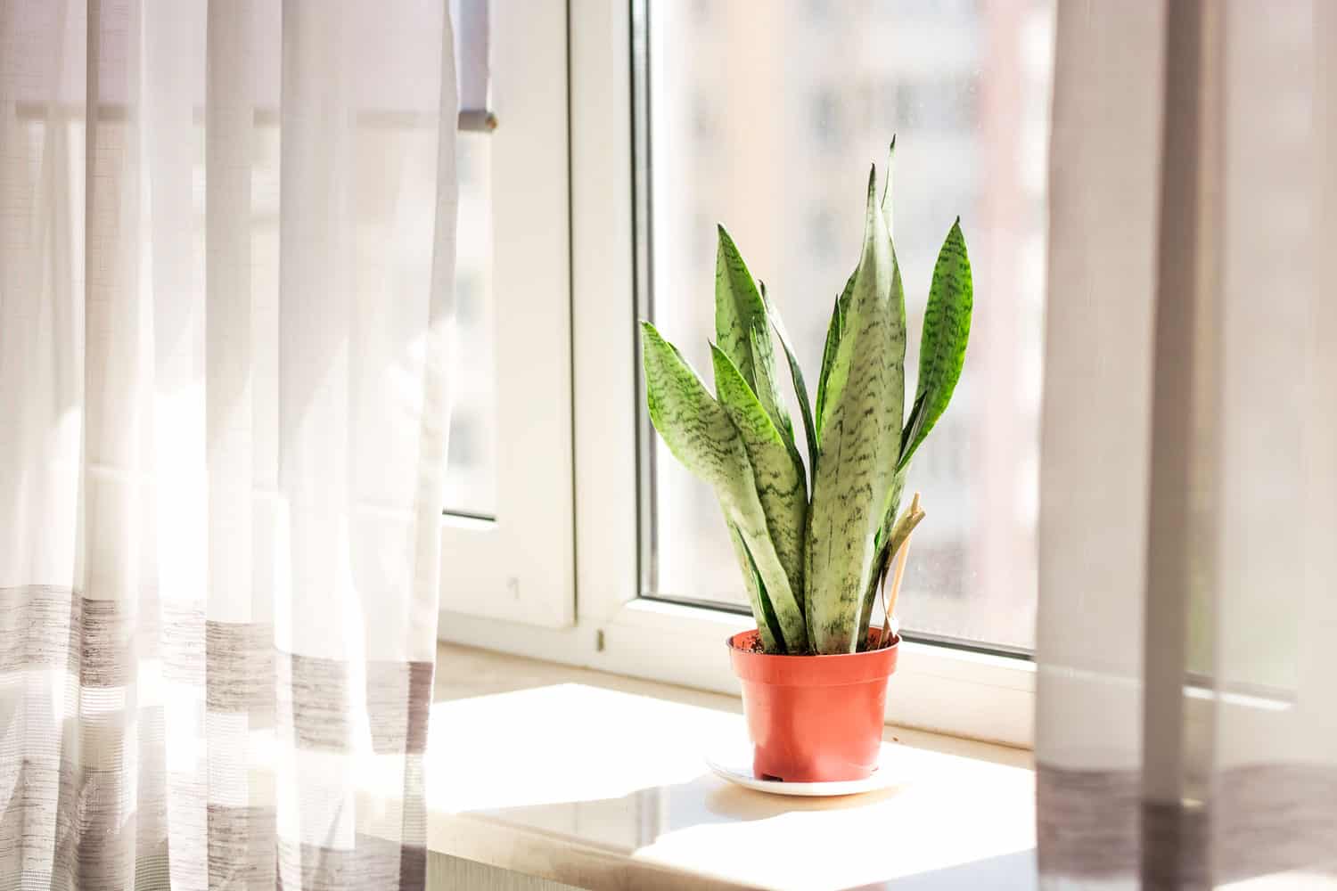 A snake plant on a table