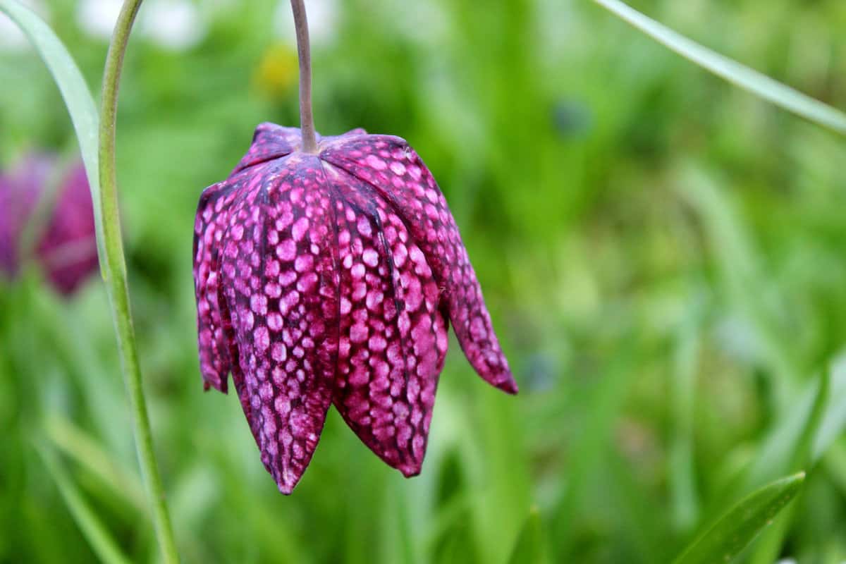 Purple leaves of a Fritillaria flower