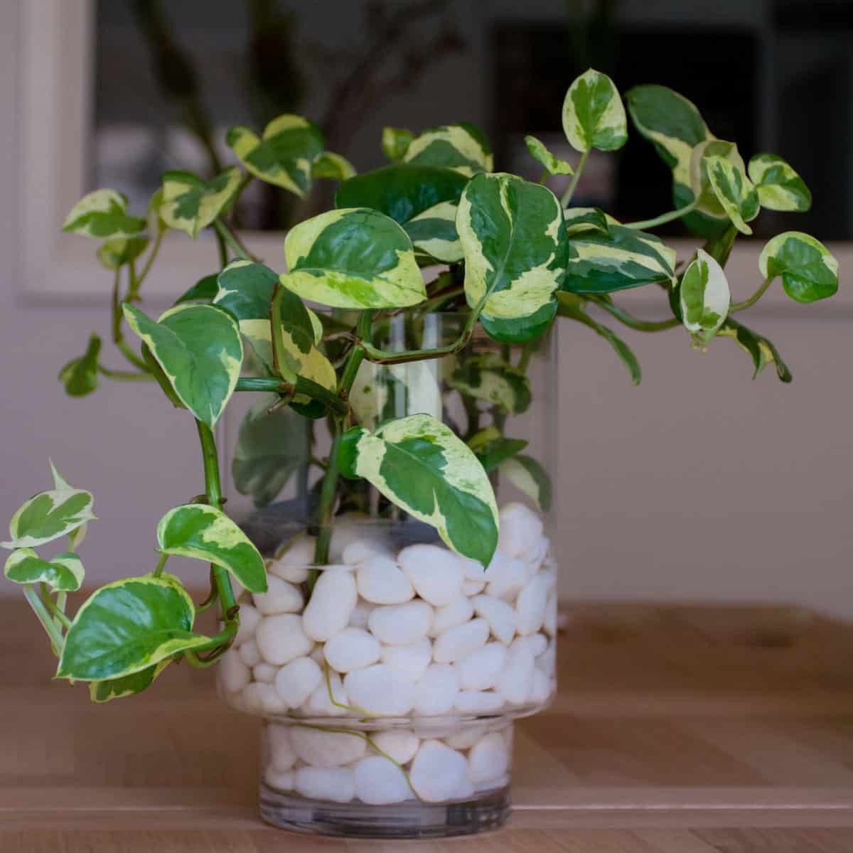 Stunning and gorgeous Glacier pothos