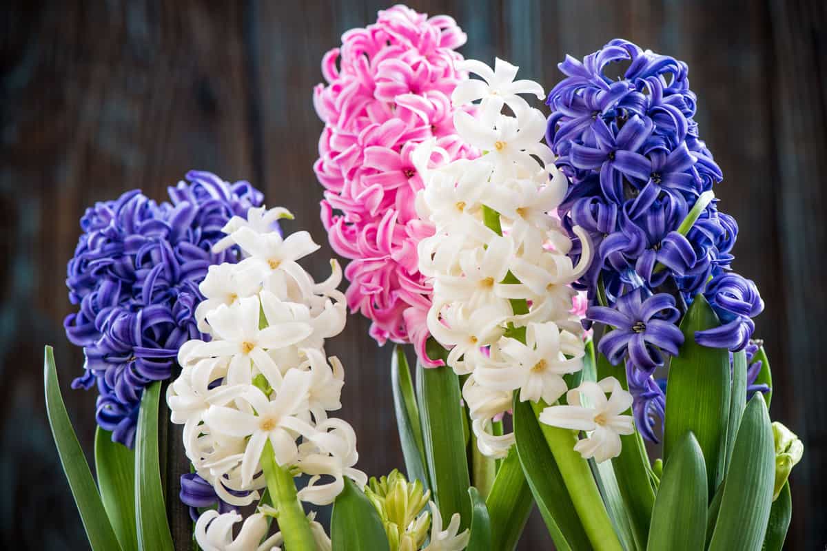Tall different colors of Hyacinths in the garden