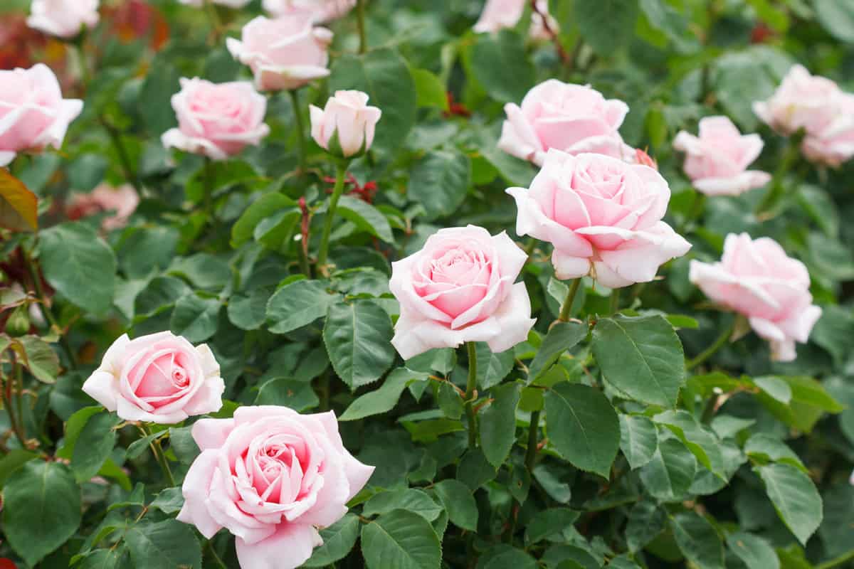 Gorgeous blooming Hybrid tea rose