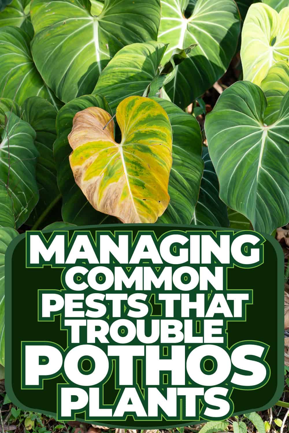 Managing Common Pests That Trouble Pothos Plants