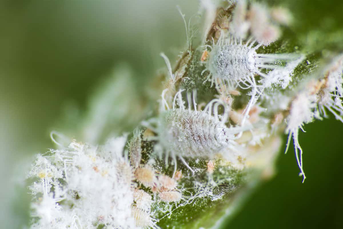 Up close photo of mealybugs in an orchid