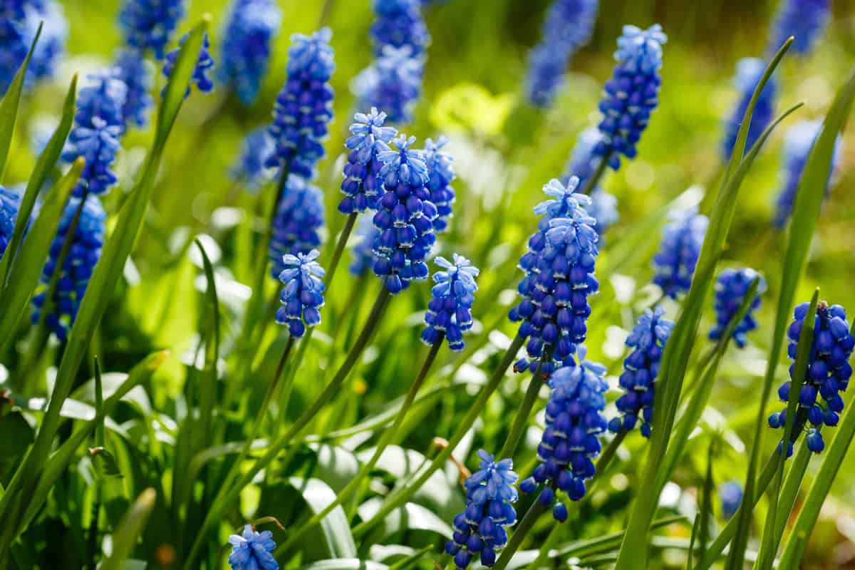 Gorgeous blooming Muscari flowers