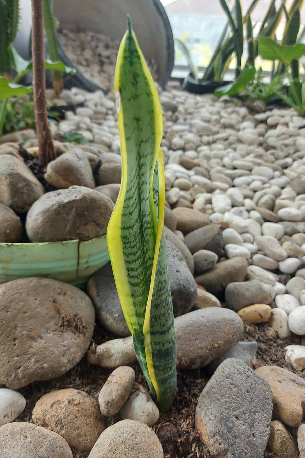 A single leaf snake plant in the garden