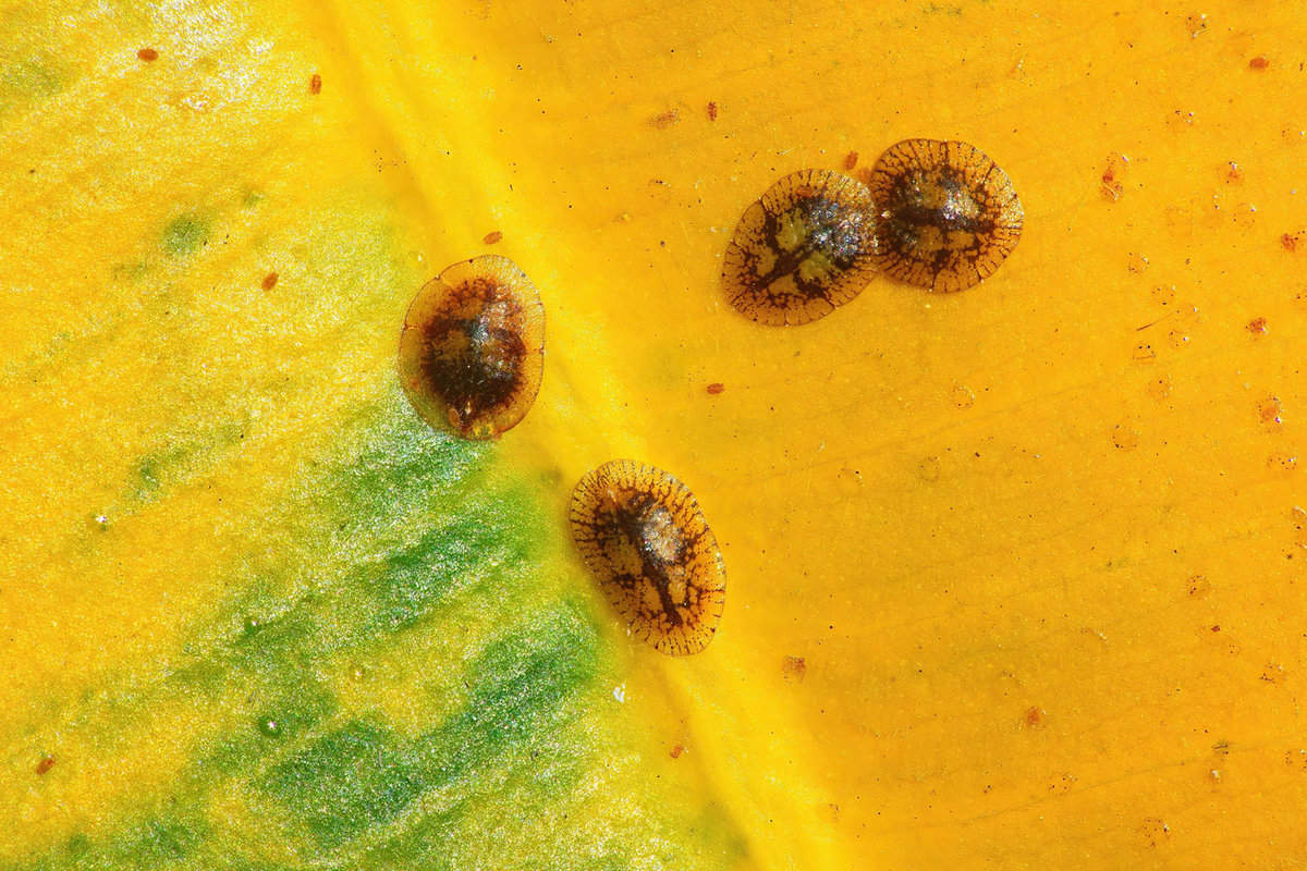 Scale insects photographed in a leaf
