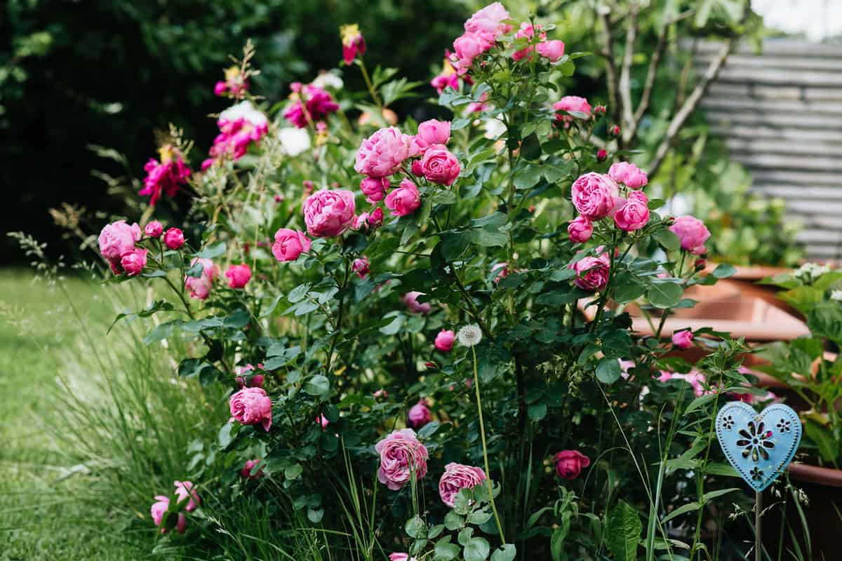 A huge bunch of Shrub rose in the garden