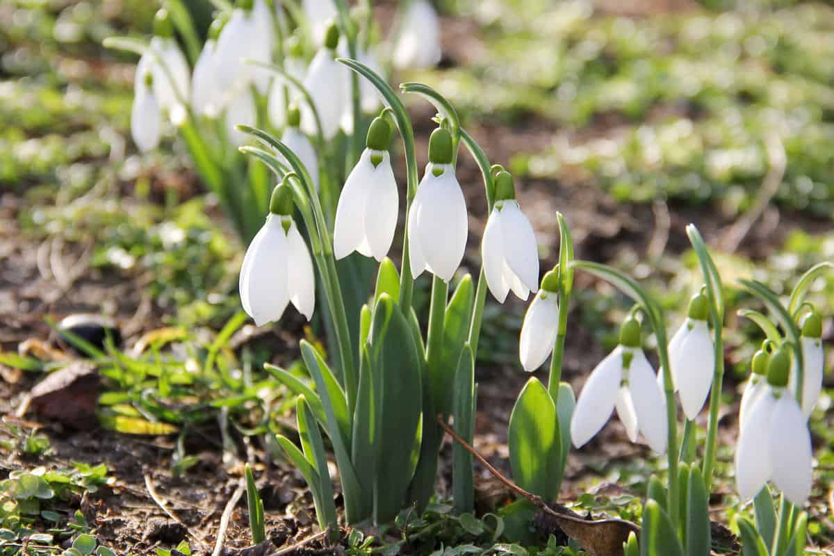 Blooming white snowdrops in the garden