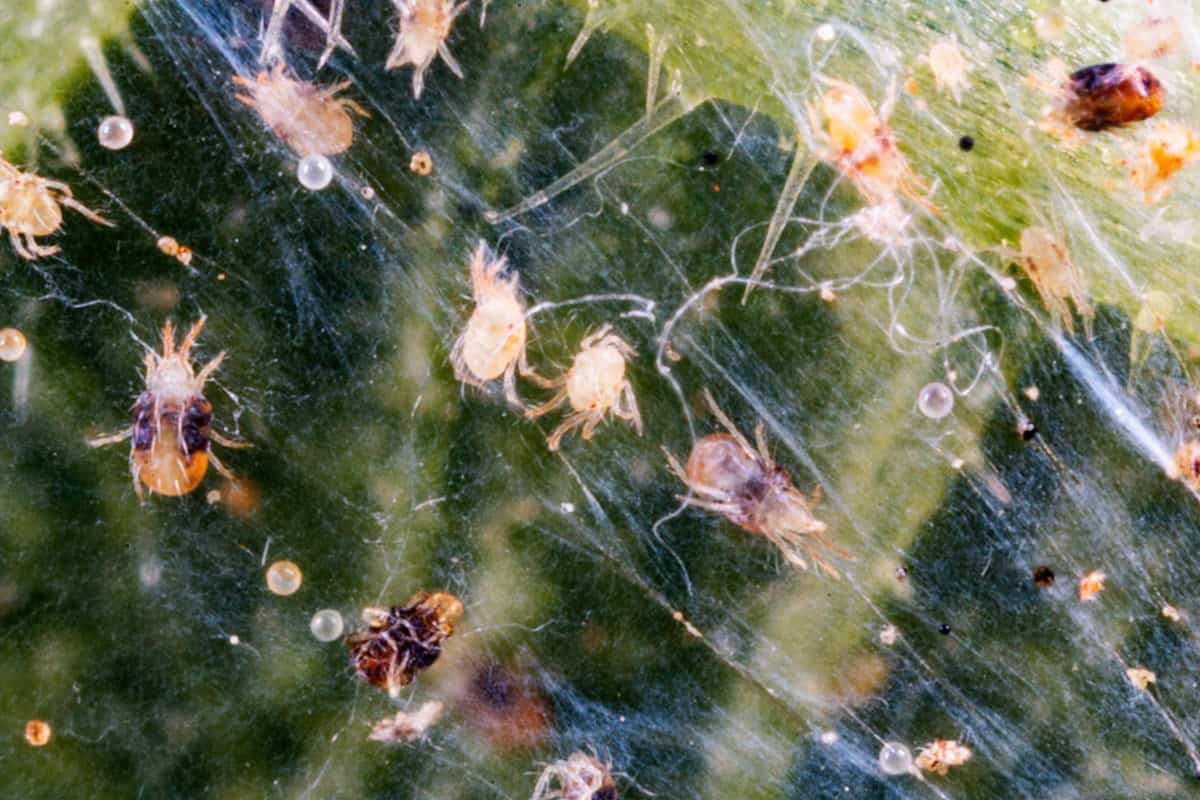 Spider mites photographed in the garden