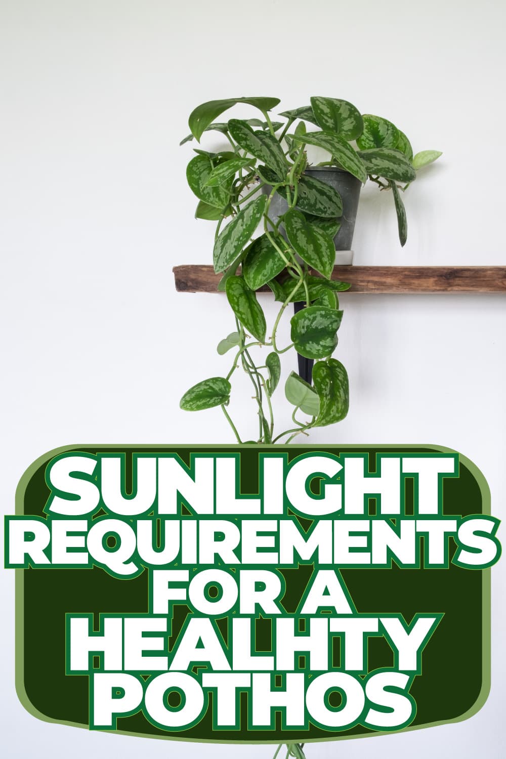 Sunlight Requirements For A Healthy Pothos