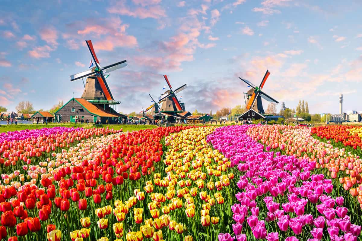 A huge field of different colors tulips
