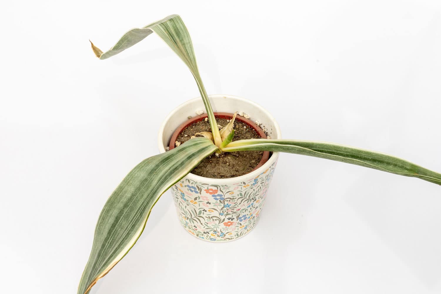 A snake plant infested with a disease