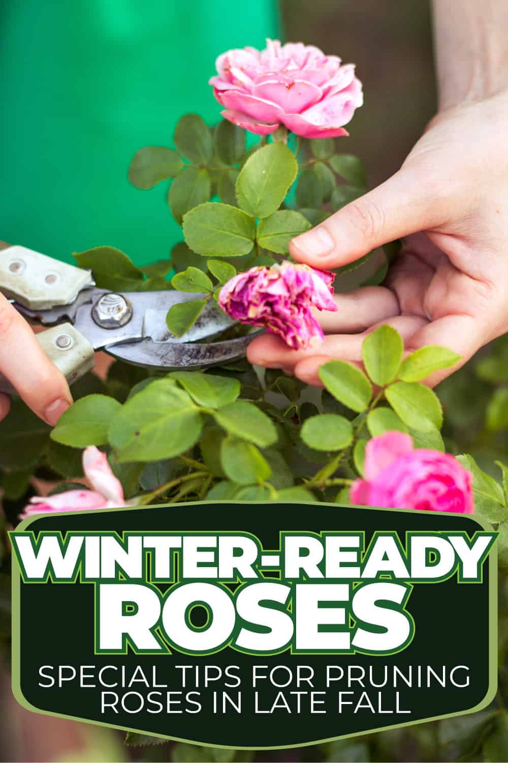 Winter-Ready Roses: Special Tips for Pruning Roses in Late Fall