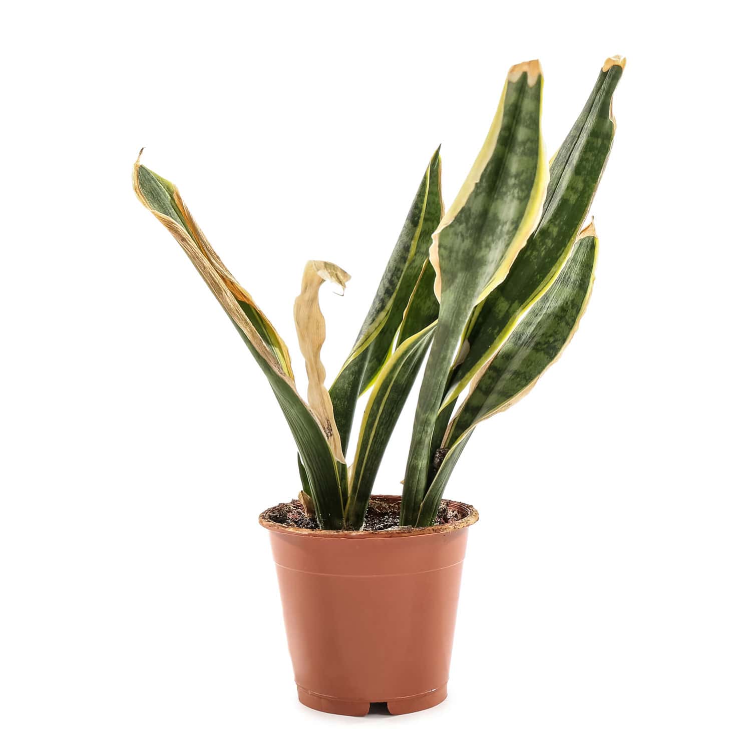 Yellowing leaves of a snake plant
