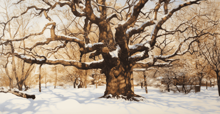 Oak in winter time