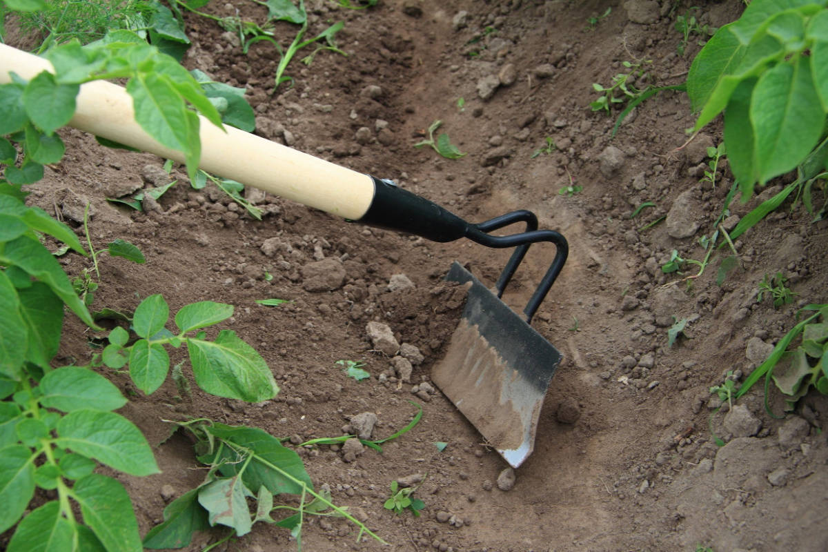 garden hoe in soil