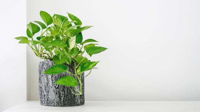 Pothos planted on a gray pot, Sunlight Requirements For A Healthy Pothos - 1600x900